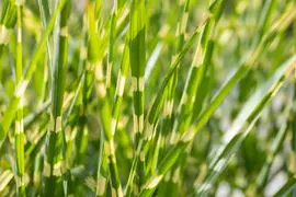 Miscanthus sinensis 'Strictus' (Prachtriet 'Strictus') - afbeelding 21