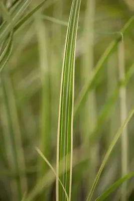 Miscanthus sinensis 'Variegatus' (Prachtriet 'Variegatus') - afbeelding 3