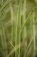 Miscanthus sinensis 'Variegatus' (Prachtriet 'Variegatus') - afbeelding 3