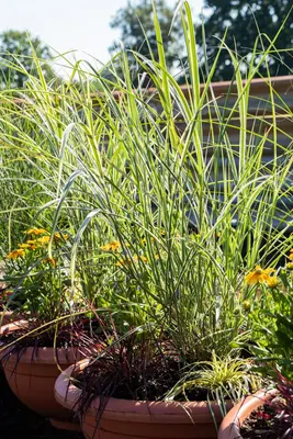 Miscanthus sinensis 'Variegatus' (Prachtriet 'Variegatus') - afbeelding 7