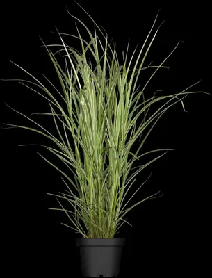 Miscanthus sinensis 'Variegatus' (Prachtriet 'Variegatus') - afbeelding 2