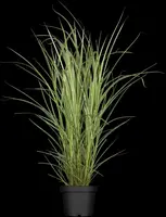 Miscanthus sinensis 'Variegatus' (Prachtriet 'Variegatus') - afbeelding 2
