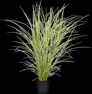 Miscanthus sinensis 'Variegatus' (Prachtriet 'Variegatus') - afbeelding 4