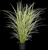 Miscanthus sinensis 'Variegatus' (Prachtriet 'Variegatus') - afbeelding 4