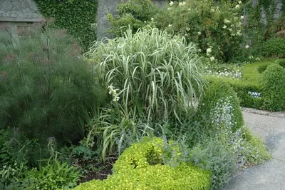 Miscanthus sinensis 'Variegatus' (Prachtriet 'Variegatus') - afbeelding 5