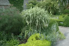 Miscanthus sinensis 'Variegatus' (Prachtriet 'Variegatus') - afbeelding 5