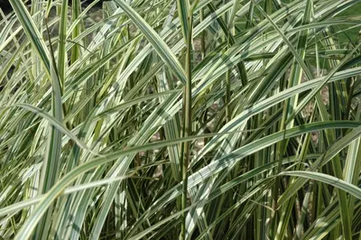 Miscanthus sinensis 'Variegatus' (Prachtriet 'Variegatus') - afbeelding 6