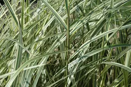 Miscanthus sinensis 'Variegatus' (Prachtriet 'Variegatus') - afbeelding 6