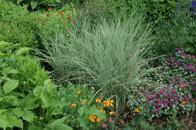 Miscanthus sinensis 'Variegatus' (Prachtriet 'Variegatus') - afbeelding 10