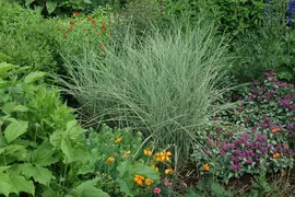 Miscanthus sinensis 'Variegatus' (Prachtriet 'Variegatus') - afbeelding 10