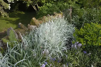 Miscanthus sinensis 'Variegatus' (Prachtriet 'Variegatus') - afbeelding 11