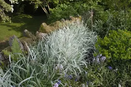 Miscanthus sinensis 'Variegatus' (Prachtriet 'Variegatus') - afbeelding 11