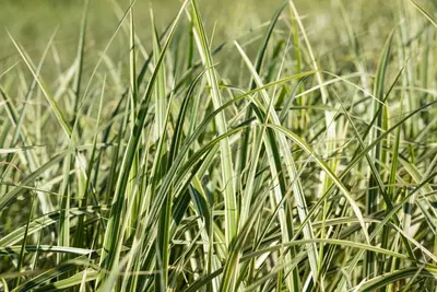 Miscanthus sinensis 'Variegatus' (Prachtriet 'Variegatus') - afbeelding 8