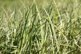 Miscanthus sinensis 'Variegatus' (Prachtriet 'Variegatus') - afbeelding 8