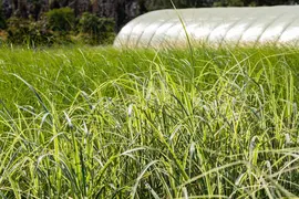 Miscanthus sinensis 'Variegatus' (Prachtriet 'Variegatus') - afbeelding 9