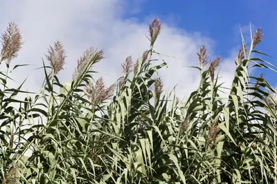 Miscanthus sinensis 'Variegatus' (Prachtriet 'Variegatus') - afbeelding 1