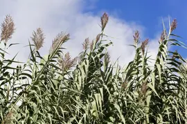 Miscanthus sinensis 'Variegatus' (Prachtriet 'Variegatus') - afbeelding 1