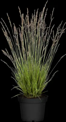 Molinia caerulea 'Heidezwerg' (Pijpenstrootje 'Heidezwerg') - afbeelding 2