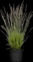 Molinia caerulea 'Heidezwerg' (Pijpenstrootje 'Heidezwerg') - afbeelding 2