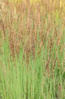 Molinia caerulea 'Heidezwerg' (Pijpenstrootje 'Heidezwerg') - afbeelding 3