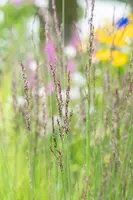Molinia caerulea 'Heidezwerg' (Pijpenstrootje 'Heidezwerg') - afbeelding 5