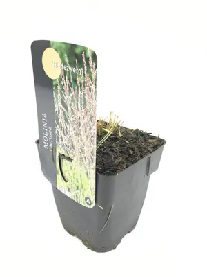Molinia caerulea 'Heidezwerg' (Pijpenstrootje 'Heidezwerg') - afbeelding 1