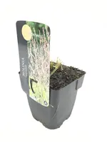 Molinia caerulea 'Heidezwerg' (Pijpenstrootje 'Heidezwerg') - afbeelding 1