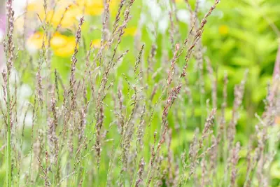 Molinia caerulea 'Heidezwerg' (Pijpenstrootje 'Heidezwerg') - afbeelding 4