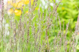 Molinia caerulea 'Heidezwerg' (Pijpenstrootje 'Heidezwerg') - afbeelding 4
