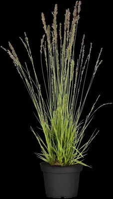 Molinia caerulea 'Moorhexe' (Pijpestrootje 'Moorhexe') - afbeelding 2