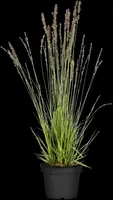 Molinia caerulea 'Moorhexe' (Pijpestrootje 'Moorhexe') - afbeelding 2