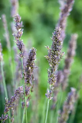 Molinia caerulea 'Moorhexe' (Pijpestrootje 'Moorhexe') - afbeelding 3