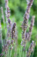 Molinia caerulea 'Moorhexe' (Pijpestrootje 'Moorhexe') - afbeelding 3