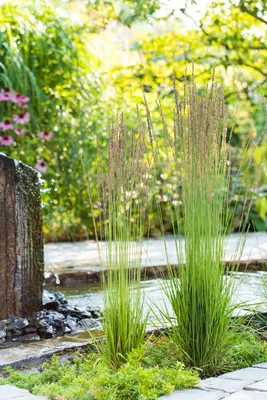 Molinia caerulea 'Moorhexe' (Pijpestrootje 'Moorhexe') - afbeelding 4