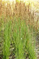 Molinia caerulea 'Moorhexe' (Pijpestrootje 'Moorhexe') - afbeelding 12