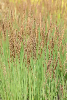 Molinia caerulea 'Moorhexe' (Pijpestrootje 'Moorhexe') - afbeelding 13