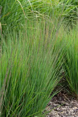 Molinia caerulea 'Moorhexe' (Pijpestrootje 'Moorhexe') - afbeelding 1
