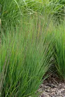 Molinia caerulea 'Moorhexe' (Pijpestrootje 'Moorhexe') - afbeelding 1