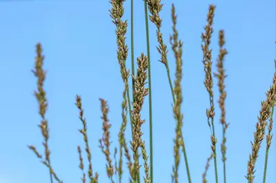 Molinia caerulea 'Moorhexe' (Pijpestrootje 'Moorhexe') - afbeelding 8