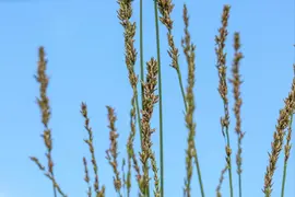 Molinia caerulea 'Moorhexe' (Pijpestrootje 'Moorhexe') - afbeelding 8