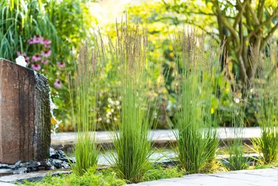 Molinia caerulea 'Moorhexe' (Pijpestrootje 'Moorhexe') - afbeelding 5