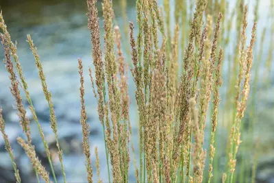 Molinia caerulea 'Moorhexe' (Pijpestrootje 'Moorhexe') - afbeelding 6