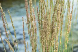 Molinia caerulea 'Moorhexe' (Pijpestrootje 'Moorhexe') - afbeelding 6