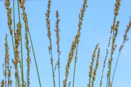 Molinia caerulea 'Moorhexe' (Pijpestrootje 'Moorhexe') - afbeelding 7