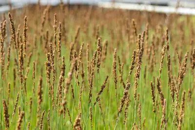 Molinia caerulea 'Moorhexe' (Pijpestrootje 'Moorhexe') - afbeelding 9