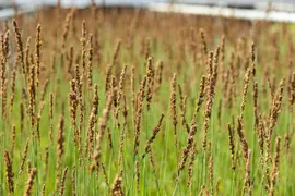 Molinia caerulea 'Moorhexe' (Pijpestrootje 'Moorhexe') - afbeelding 9