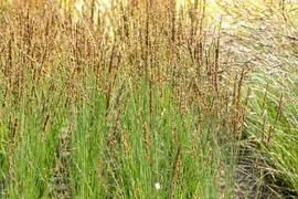 Molinia caerulea 'Moorhexe' (Pijpestrootje 'Moorhexe') - afbeelding 10
