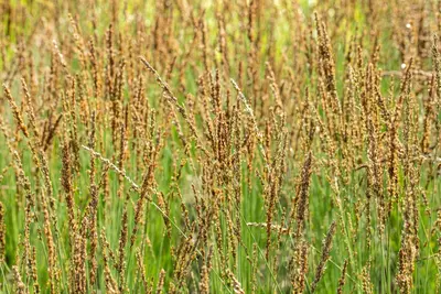 Molinia caerulea 'Moorhexe' (Pijpestrootje 'Moorhexe') - afbeelding 11