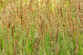 Molinia caerulea 'Moorhexe' (Pijpestrootje 'Moorhexe') - afbeelding 11