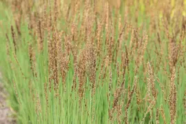 Molinia caerulea 'Moorhexe' (Pijpestrootje 'Moorhexe') - afbeelding 14